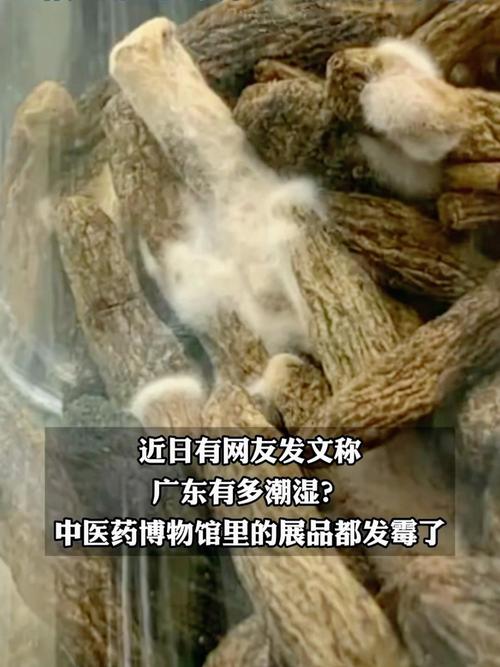 广东有多潮湿？连博物馆里的展品都发霉了！