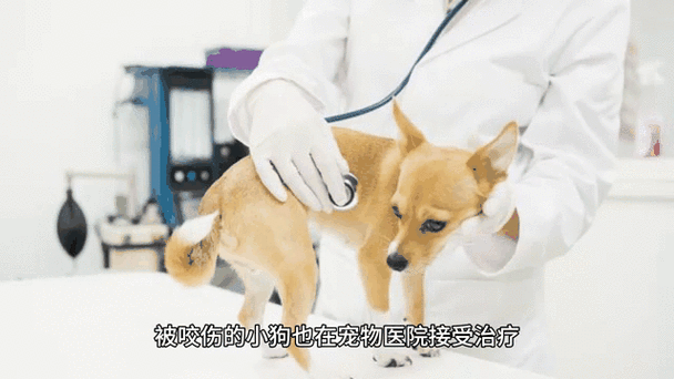 女子抱宠物犬被金毛扑倒咬伤，当事双方已和解，网友：遛狗必须牵绳