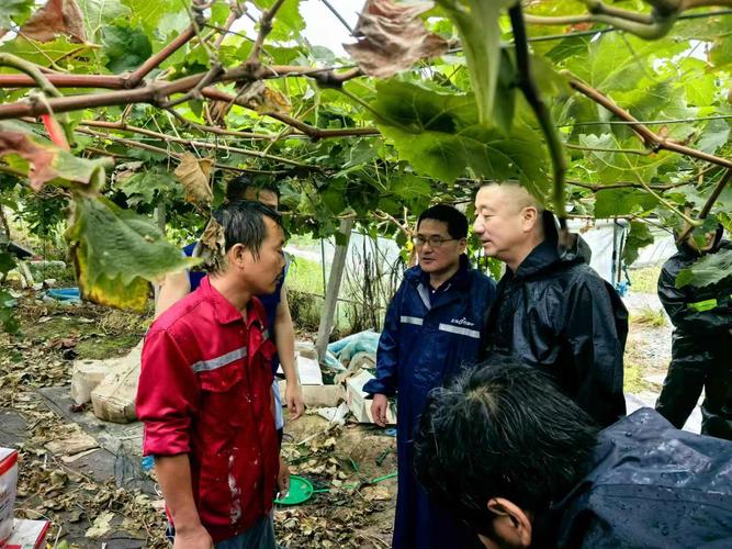 台风天，嘉兴首单农险赔付完成，农户获7500元全额赔款