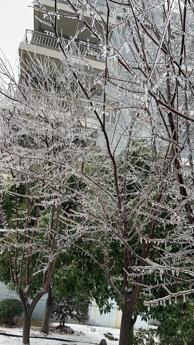 冻雨天气，武汉满城尽开“冰凌花”